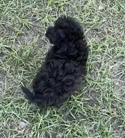 Bella - HavaPoo, a female Havanese and Poodle - Toy  for sale in Frankston, TX – 2 of 6