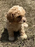 Boone -HavaPoo, a male Havanese and Poodle - Toy  for sale in Frankston, TX – 5 of 6
