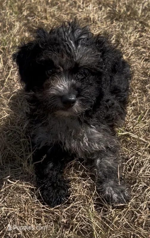 Maggie – Havanese, Poodle - Toy  puppy for sale in Frankston, TX