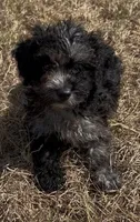 Maggie, a female Havanese and Poodle - Toy  for sale in Frankston, TX – 1 of 6