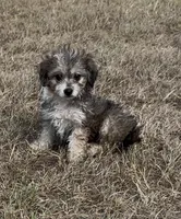 Nick, a male Havanese and Poodle - Toy  for sale in Frankston, TX – 3 of 5