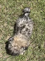 Chet, a male Havanese for sale in Frankston, TX – 2 of 5