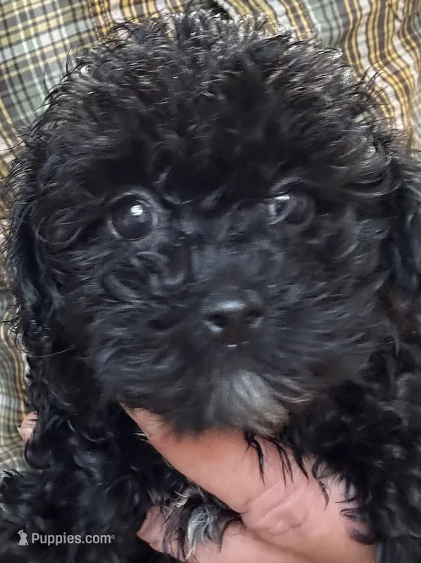 Star - HavaPoo – Havanese, Poodle - Toy  puppy for sale in Frankston, TX