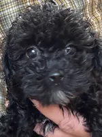 Star - HavaPoo, a female Havanese and Poodle - Toy  for sale in Frankston, TX – 1 of 4