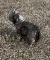 Nick, a male Havanese and Poodle - Toy  for sale in Frankston, TX – 2 of 5