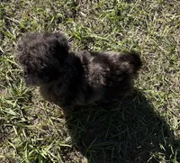 Mac - HavaPoo, a male Havanese and Poodle - Toy  for sale in Frankston, TX – 5 of 5