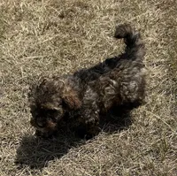 Sutton - HavaPoo, a male Havanese and Poodle - Toy  for sale in Frankston, TX – 6 of 6