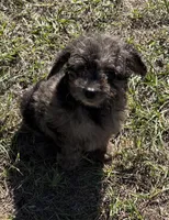 Mac - HavaPoo, a male Havanese and Poodle - Toy  for sale in Frankston, TX – 3 of 5