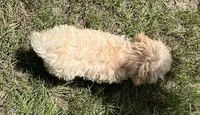 Matt (7041), a male Havanese and Poodle - Toy  for sale in Frankston, TX – 4 of 4