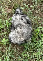 Candy, a female Havanese for sale in Frankston, TX – 3 of 4