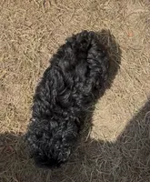Star - HavaPoo, a female Havanese and Poodle - Toy  for sale in Frankston, TX – 2 of 4