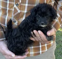 Bella - HavaPoo, a female Havanese and Poodle - Toy  for sale in Frankston, TX – 5 of 6
