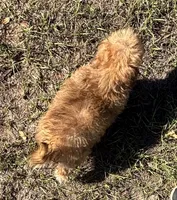 Bea - HavaPoo , a female Havanese and Poodle - Toy  for sale in Frankston, TX – 2 of 7
