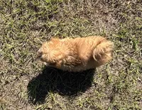 Bea - HavaPoo , a female Havanese and Poodle - Toy  for sale in Frankston, TX – 3 of 7