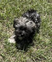 Chase (7053), a male Havanese for sale in Frankston, TX – 3 of 4