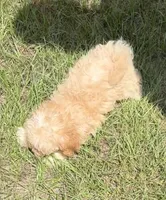 Jasper, a male Havanese and Poodle - Toy  for sale in Frankston, TX – 2 of 5