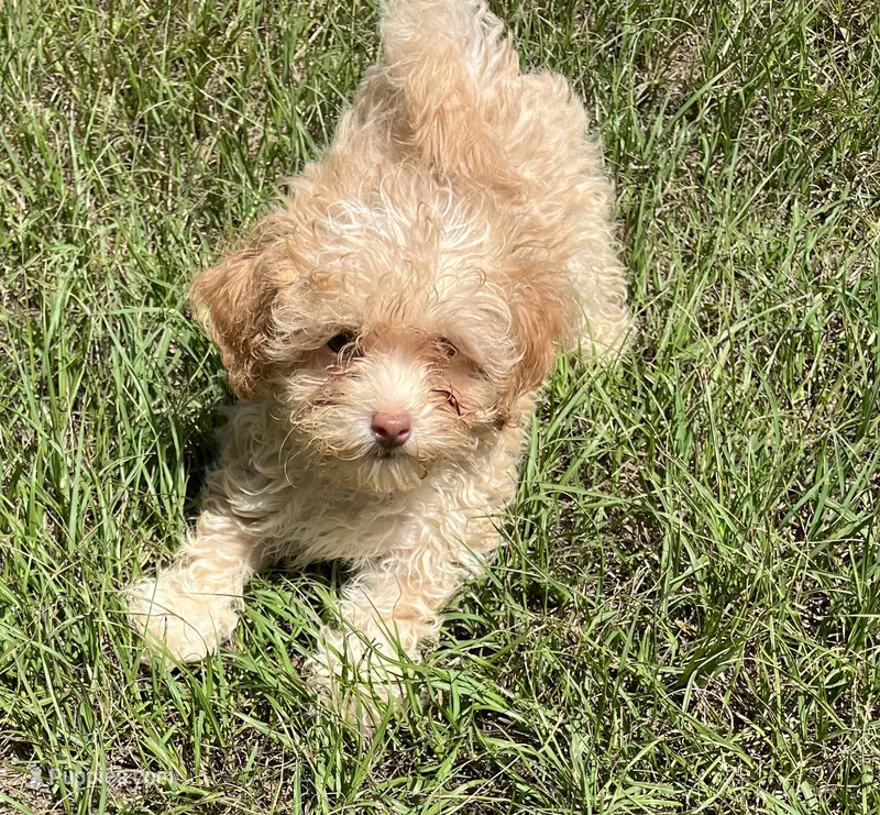 Jasper – Havanese, Poodle - Toy  puppy for sale in Frankston, TX