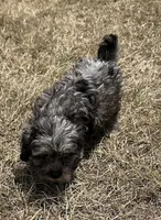 Paisley - HavaPoo, a female Havanese and Poodle - Toy  for sale in Frankston, TX – 5 of 7