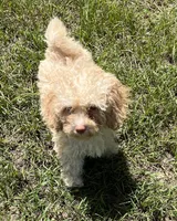 Mark (7060), a male Havanese and Poodle - Toy  for sale in Frankston, TX – 3 of 5