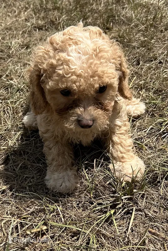 Boone -HavaPoo – Havanese, Poodle - Toy  puppy for sale in Frankston, TX