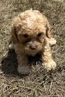 Boone -HavaPoo, a male Havanese and Poodle - Toy  for sale in Frankston, TX – 1 of 6