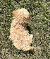 Jasper, a male Havanese and Poodle - Toy  for sale in Frankston, TX – 5 of 5