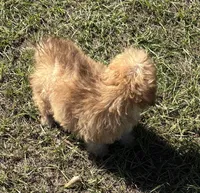 Bea - HavaPoo , a female Havanese and Poodle - Toy  for sale in Frankston, TX – 4 of 7