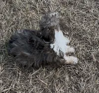 Nick, a male Havanese and Poodle - Toy  for sale in Frankston, TX – 4 of 5