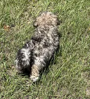Chet, a male Havanese for sale in Frankston, TX – 3 of 5