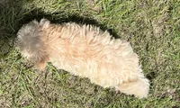 Matt (7041), a male Havanese and Poodle - Toy  for sale in Frankston, TX – 3 of 4