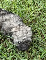 Candy, a female Havanese for sale in Frankston, TX – 2 of 4