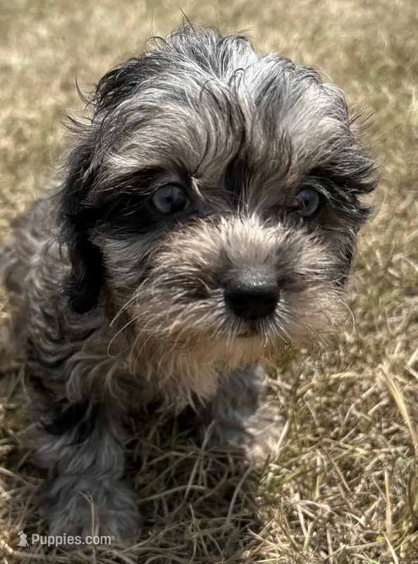 Paisley - HavaPoo – Havanese, Poodle - Toy  puppy for sale in Frankston, TX