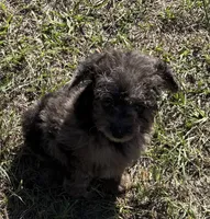 Mac - HavaPoo, a male Havanese and Poodle - Toy  for sale in Frankston, TX – 2 of 5
