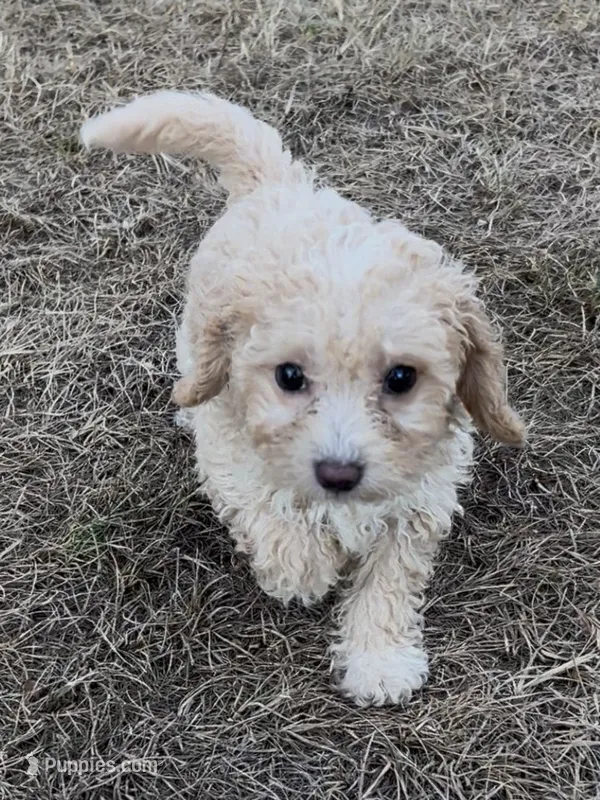 Boone -HavaPoo – Havanese, Poodle - Toy  puppy for sale in Frankston, TX