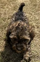 Sutton - HavaPoo, a male Havanese and Poodle - Toy  for sale in Frankston, TX – 2 of 6