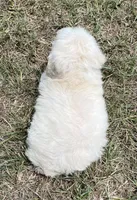 Skip - HavaPoo, a male Havanese and Poodle - Toy  for sale in Frankston, TX – 4 of 4