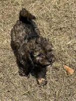 Sutton - HavaPoo, a male Havanese and Poodle - Toy  for sale in Frankston, TX – 4 of 6