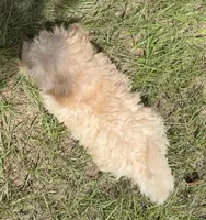 Matt (7041), a male Havanese and Poodle - Toy  for sale in Frankston, TX – 2 of 4
