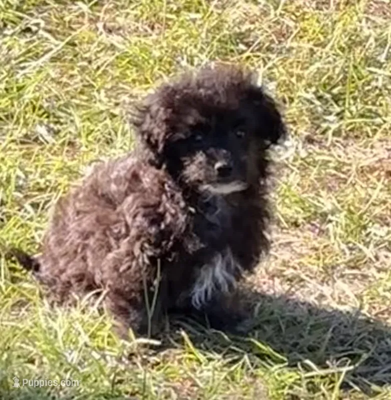 Bella - HavaPoo – Havanese, Poodle - Toy  puppy for sale in Frankston, TX