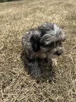 Paisley - HavaPoo, a female Havanese and Poodle - Toy  for sale in Frankston, TX – 7 of 7