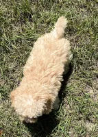 Mark (7060), a male Havanese and Poodle - Toy  for sale in Frankston, TX – 4 of 5