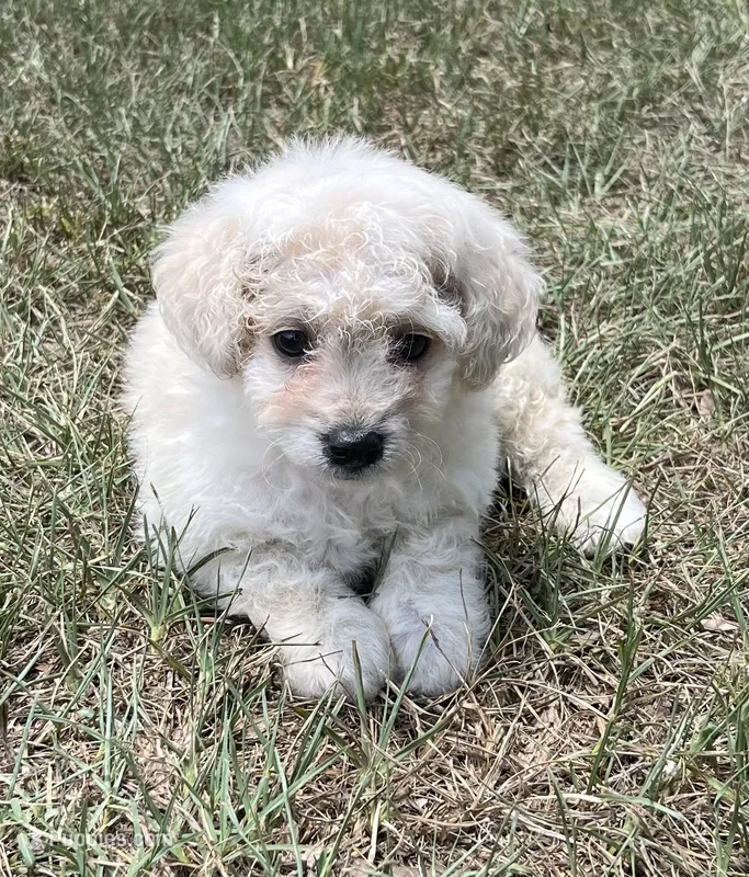 Skip - HavaPoo – Havanese, Poodle - Toy  puppy for sale in Frankston, TX