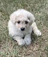 Skip - HavaPoo, a male Havanese and Poodle - Toy  for sale in Frankston, TX – 1 of 4