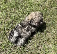 Chet, a male Havanese for sale in Frankston, TX – 4 of 5