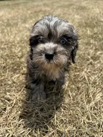 Paisley - HavaPoo, a female Havanese and Poodle - Toy  for sale in Frankston, TX – 6 of 7
