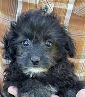 Bella - HavaPoo, a female Havanese and Poodle - Toy  for sale in Frankston, TX – 4 of 6