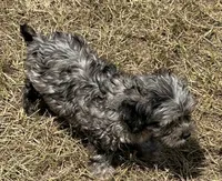 Paisley - HavaPoo, a female Havanese and Poodle - Toy  for sale in Frankston, TX – 3 of 7