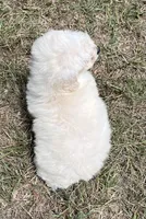 Skip - HavaPoo, a male Havanese and Poodle - Toy  for sale in Frankston, TX – 3 of 4