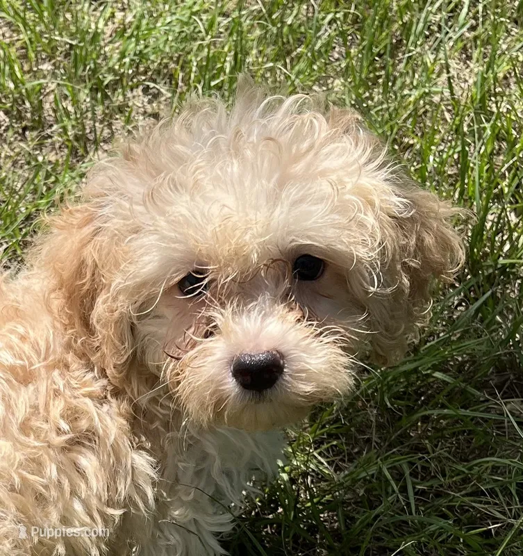 Matt (7041) – Havanese, Poodle - Toy  puppy for sale in Frankston, TX