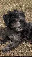 Maggie, a female Havanese and Poodle - Toy  for sale in Frankston, TX – 6 of 6